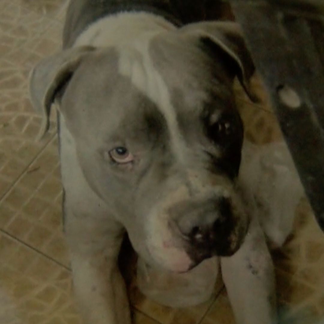 Acusan a Mujer por Presunto Ataque a Perro con Arma Blanca en Tampico, Tamaulipas